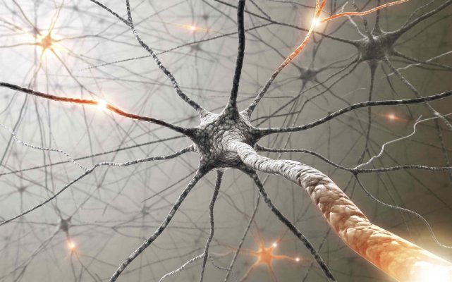 Le jeûne bon pour le cerveau