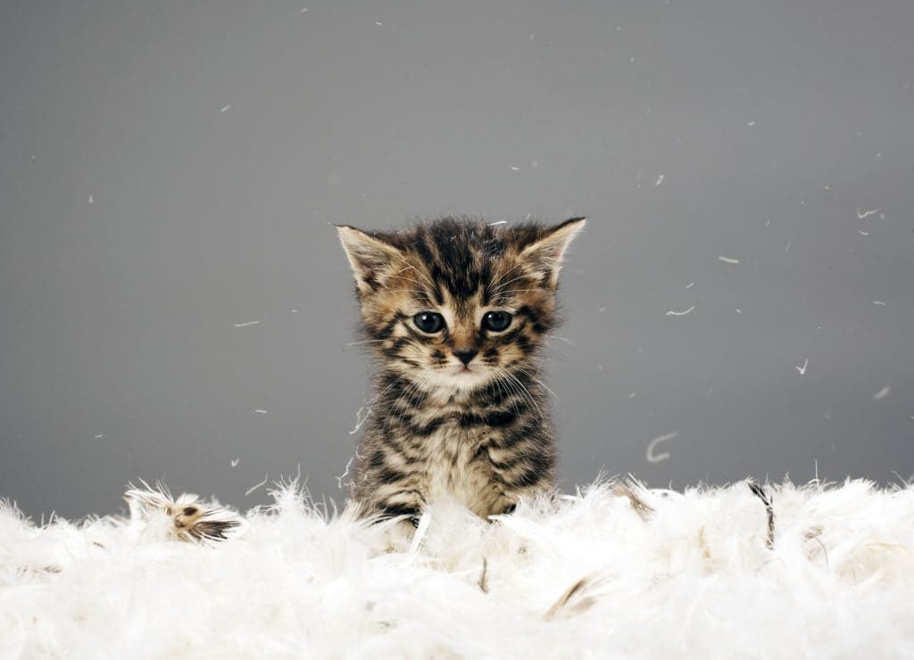 Le jeûne des animaux. Jeûne de 48 jours pour un chat