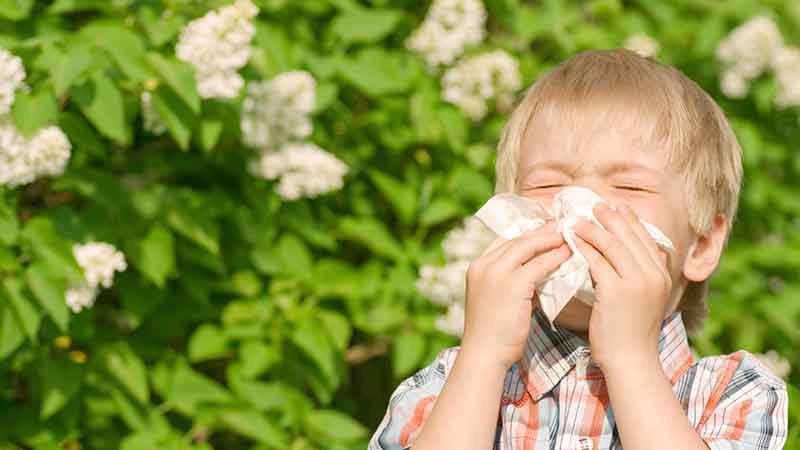 Traitement naturelle pour soigner l'allergie aux pollens et aux acariens
