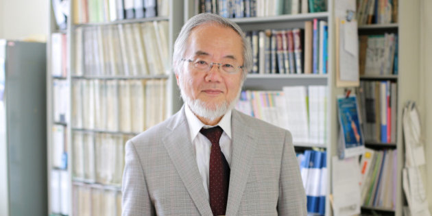 Prix Nobel de médecine décerné pour l'explication scientifique de l'autophagie